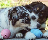 KONG Ziggies Puppy Dog Healthy Treats